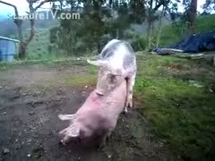 Zoo sex movie scene featuring 2 hogs fucking outdoors